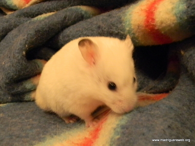 Hamster adopcion Turron2
